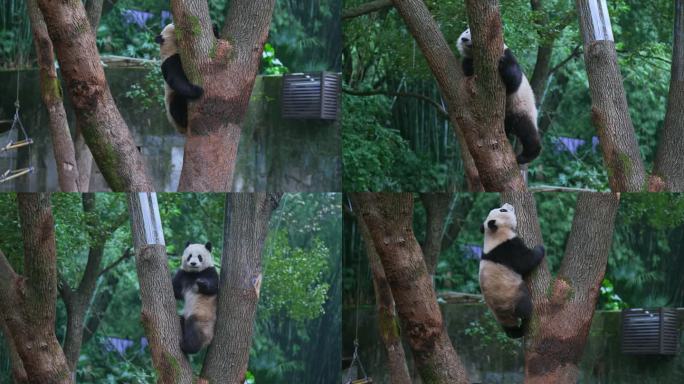 动物园大熊猫爬树