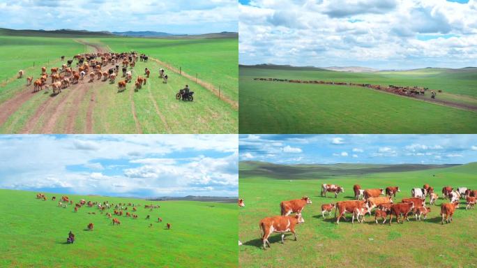 内蒙呼伦贝尔草原牧民转场牛群羊群迁徙夏季