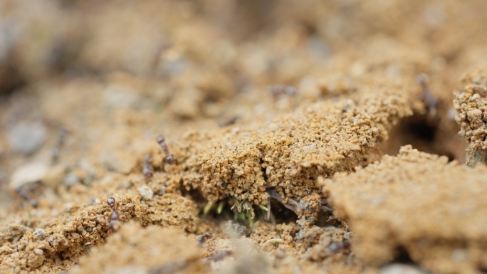 蚂蚁窝蚂蚁搬家红蚂蚁小蚂蚁微距特写实拍