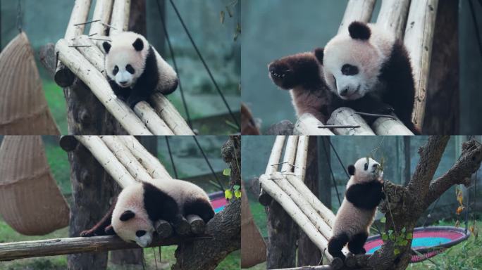 可爱熊猫幼崽宝宝