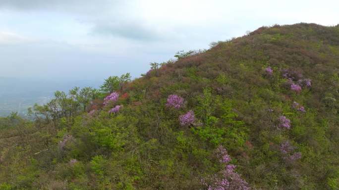 鸬鸟山