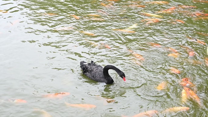 湖面上游动的黑天鹅和锦鲤