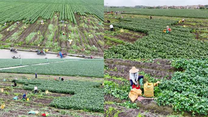 毛豆种植基地 黄豆种植基地