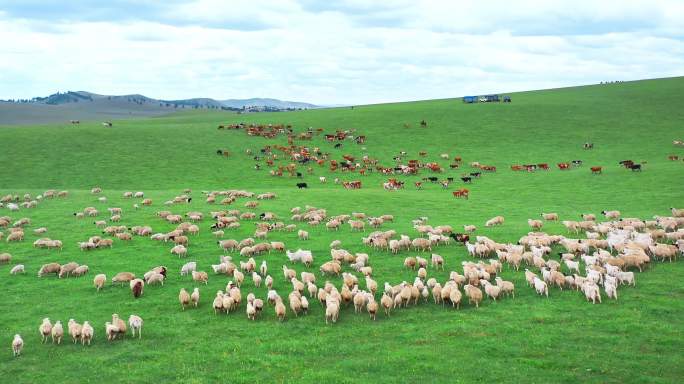 呼伦贝尔草原羊群牛群航拍牧场放牧牛羊成群