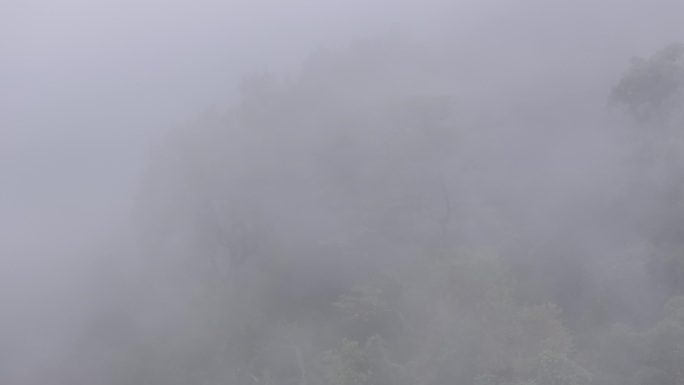 4K-Log-航拍热带雨林，海南百花岭