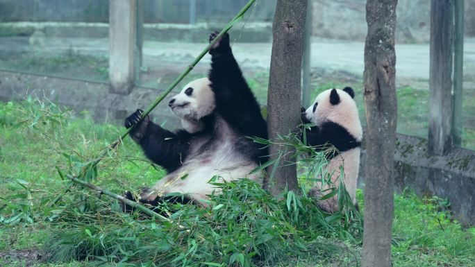 动物园大熊猫母子玩耍吃竹子