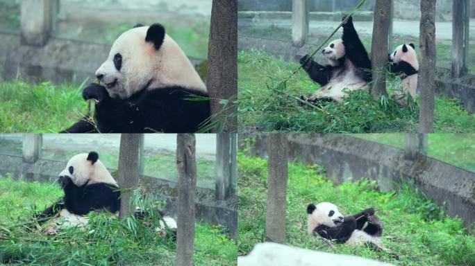 动物园大熊猫母子玩耍吃竹子
