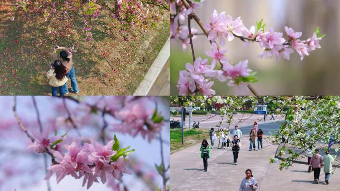 大学高校校园一角