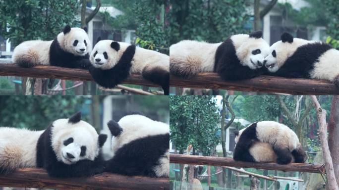 动物园大熊猫渝可渝爱