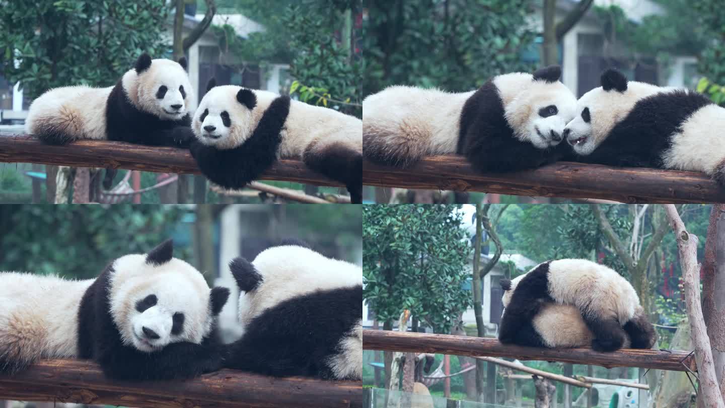 动物园大熊猫渝可渝爱