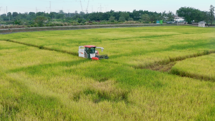 水稻农业大米丰收割机割稻子丰收机械化生产