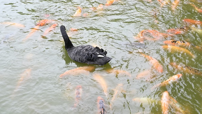 湖面上游动的黑天鹅和锦鲤