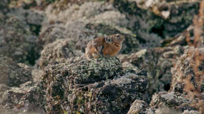大兴安岭，达尔滨，熔岩石海里的鼠兔