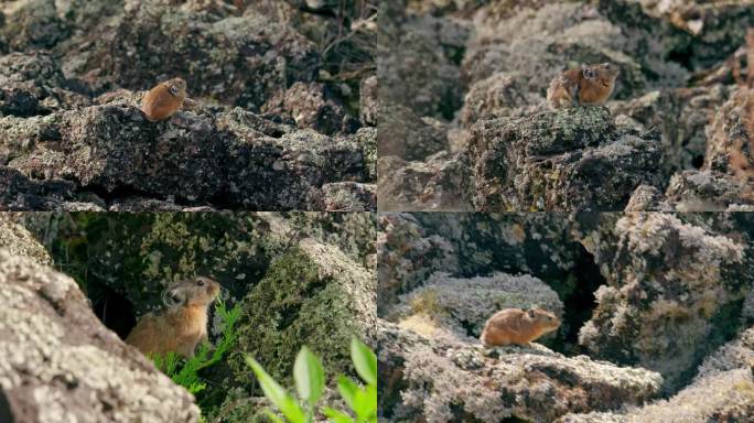 大兴安岭，达尔滨，熔岩石海里的鼠兔