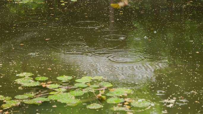 下雨天小鸟飞落在水面上