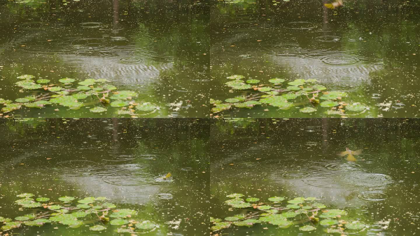 下雨天小鸟飞落在水面上