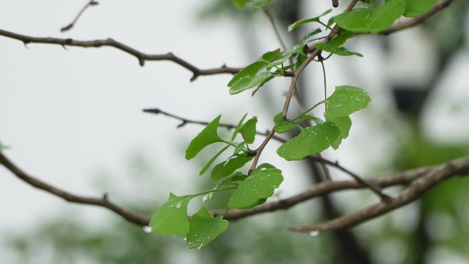 春意怏然  春雨  枝芽嫩叶