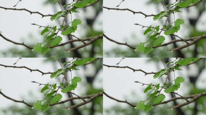 春意怏然  春雨  枝芽嫩叶