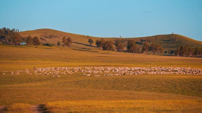 呼伦贝尔大草原-黄昏时的羊群 牛群