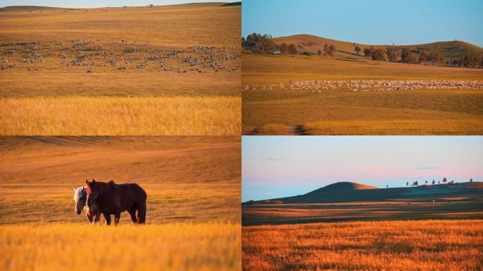 呼伦贝尔大草原-黄昏时的羊群 牛群