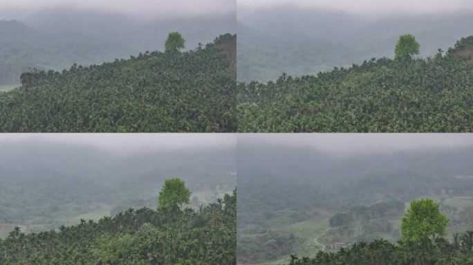 4K-Log-航拍热带雨林，海南百花岭