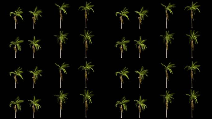 棕榈树循环微动