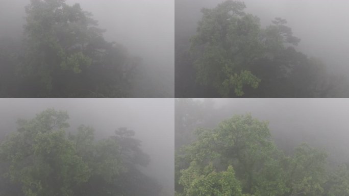 4K-Log-航拍热带雨林，海南百花岭