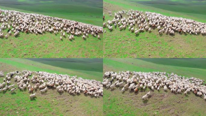 呼伦贝尔大草原羊群航拍牧场牧羊