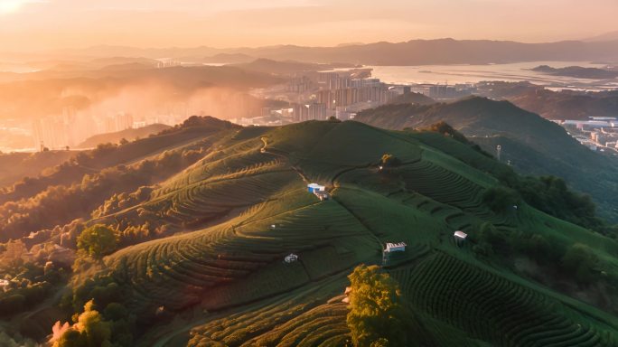 黄昏茶园 福鼎白茶 茶园