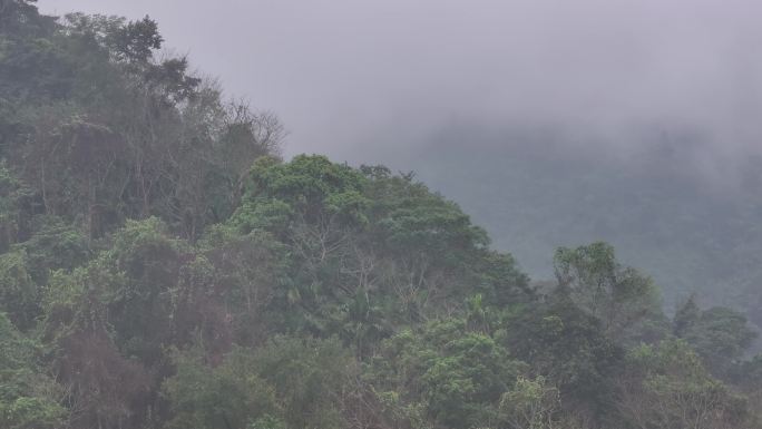 4K-Log-航拍热带雨林，海南百花岭