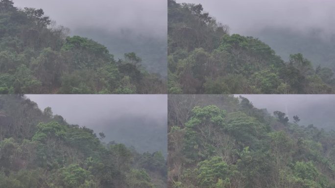 4K-Log-航拍热带雨林，海南百花岭