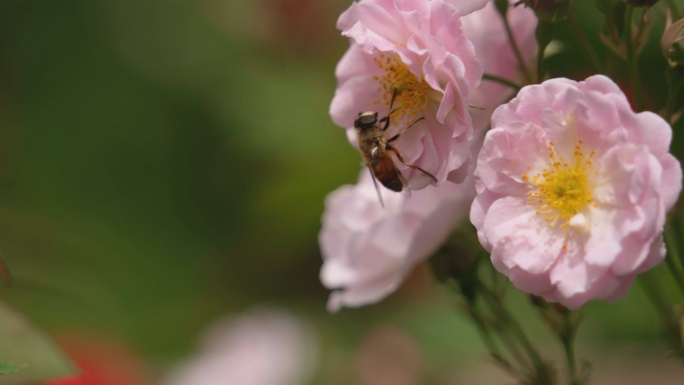 花丛中采蜜的蜜蜂