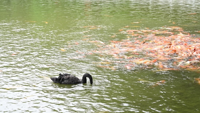 湖面上游动的黑天鹅和锦鲤