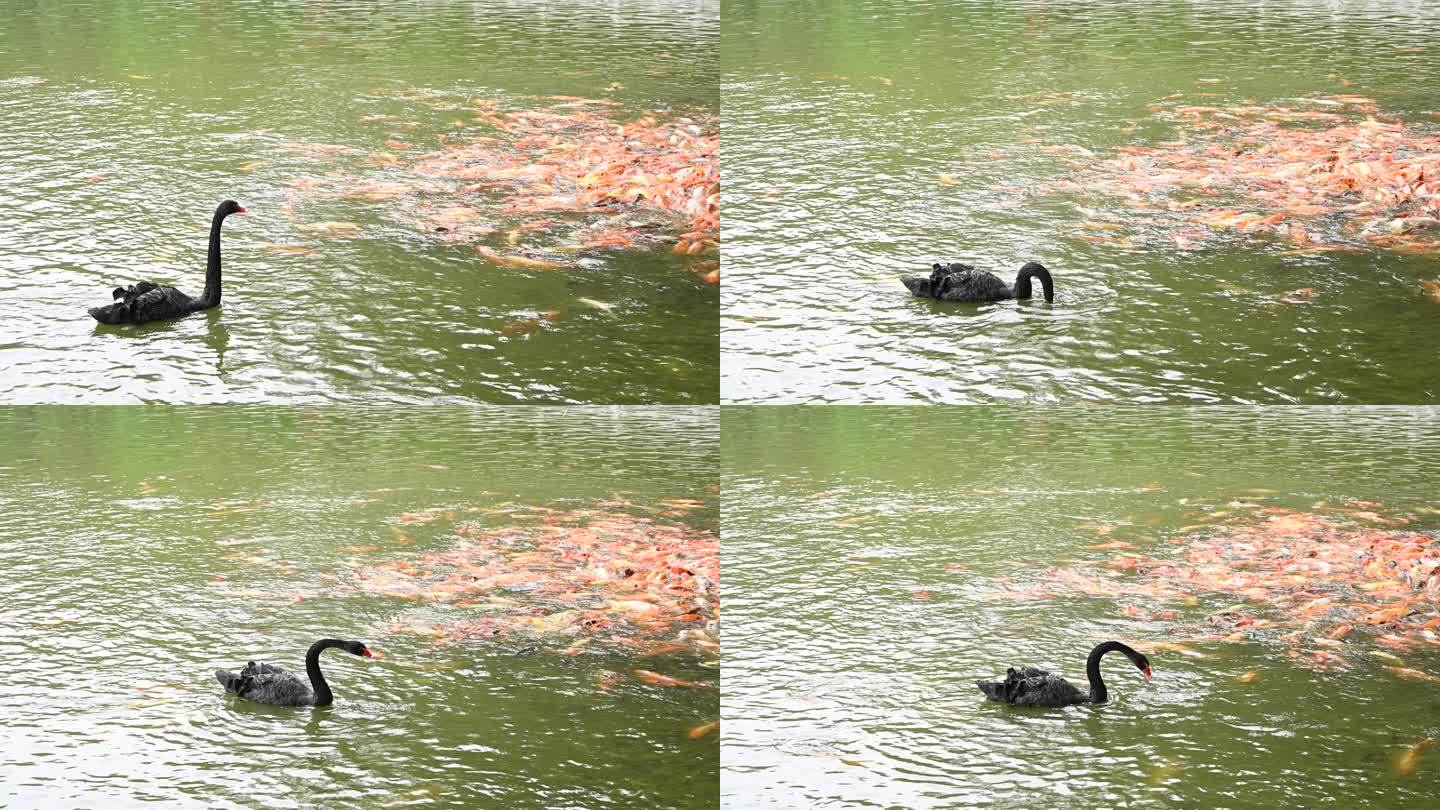 湖面上游动的黑天鹅和锦鲤