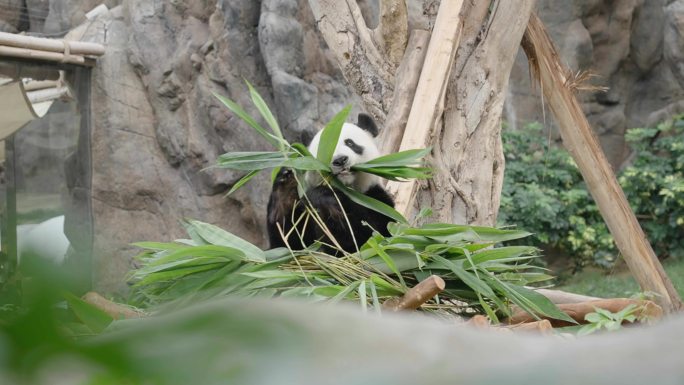 动物园 中华熊猫 熊猫吃竹子游客观赏熊猫