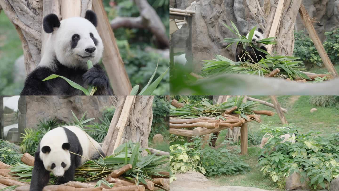 动物园 中华熊猫 熊猫吃竹子游客观赏熊猫