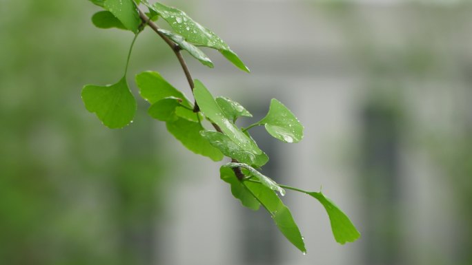 春意怏然  春雨  枝芽嫩叶