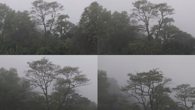 4K-Log-航拍热带雨林，海南百花岭