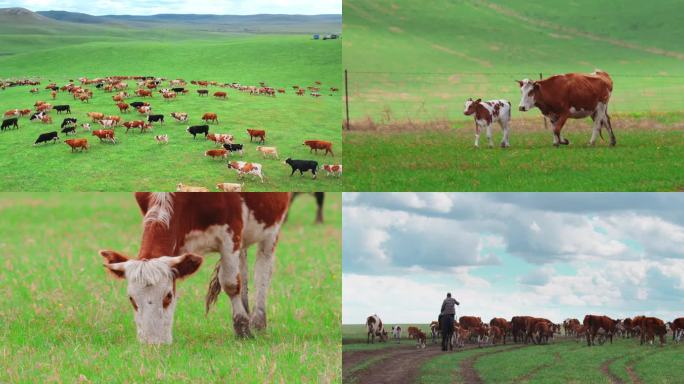 呼伦贝尔大草原-夏季转场-牛群、羊群
