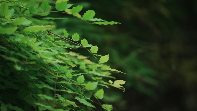 植物空镜