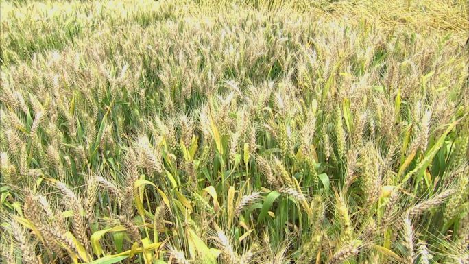 大田小麦成熟期 倒伏 小麦赤霉病 病穗