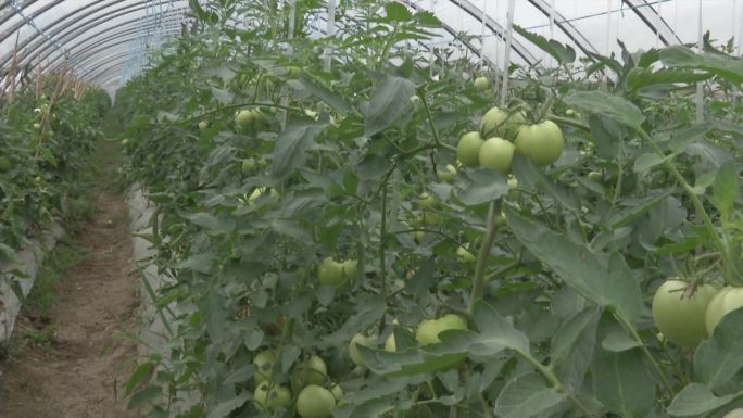 大棚番茄 西红柿吊蔓 茎秆 幼果期 青果