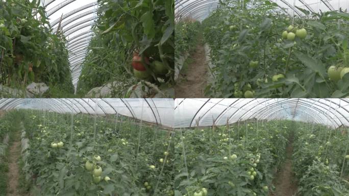 大棚番茄 西红柿吊蔓 茎秆 幼果期 青果