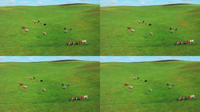 呼伦贝尔大草原牛群航拍牛群天然牧场放牛