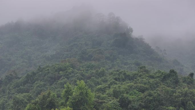 4K-Log-航拍热带雨林，海南百花岭