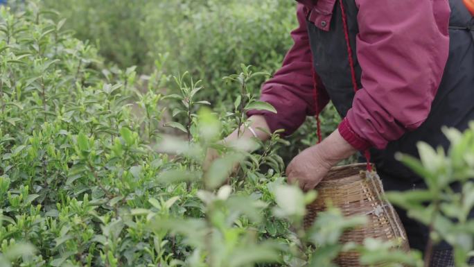 茶园采茶茶农优质茶叶