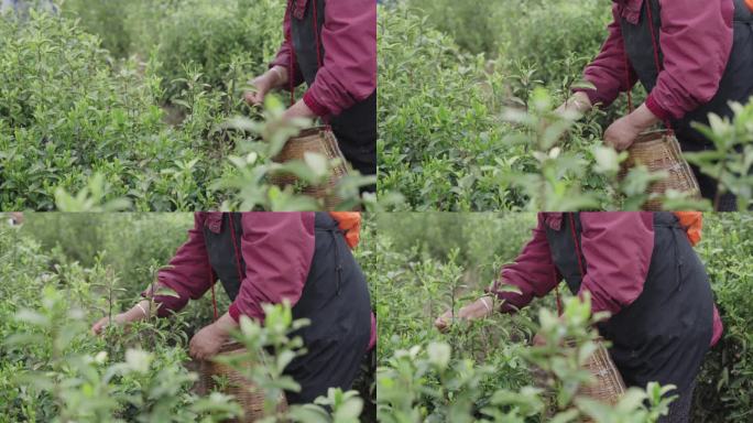 茶园采茶茶农优质茶叶