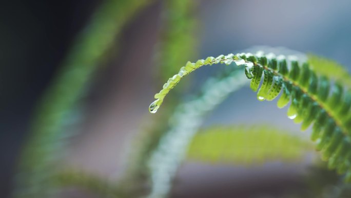 绿植 露珠 甘露 一滴水 雨季 蕨类