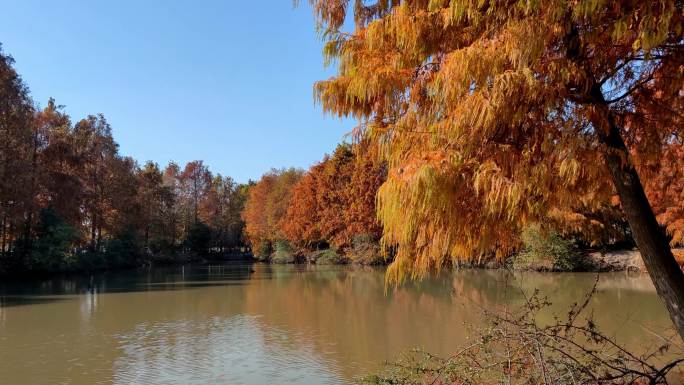 秋天风景，秋天红叶12个场景，湖泊森林