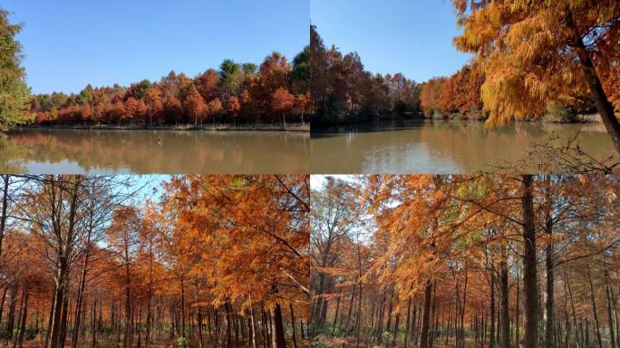 秋天风景，秋天红叶12个场景，湖泊森林